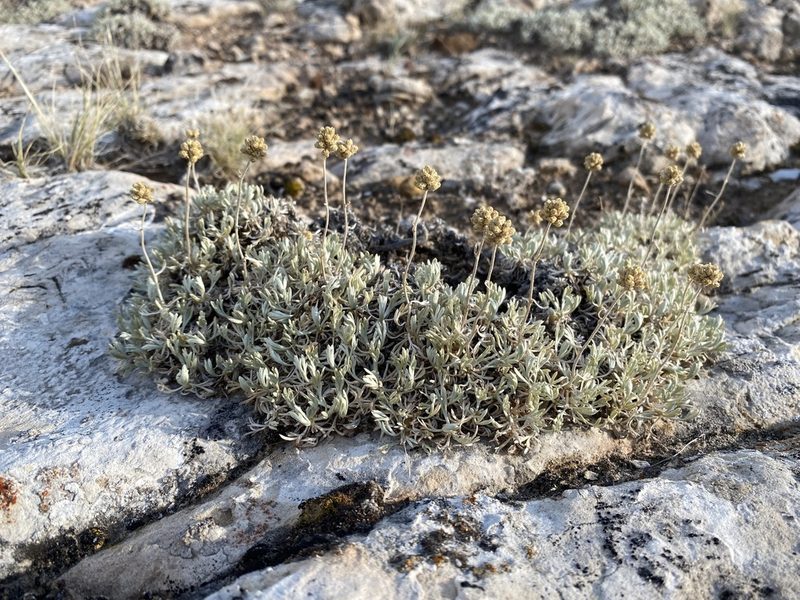 Artemisia capitata, photographed by Matt Berger