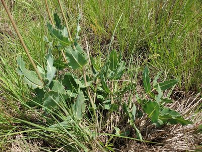 Asclepias amplexicaulis, photographed by Samuel A Schmid, PhD, PWS