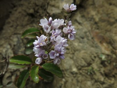 Veronica hulkeana, photographed by John Barkla