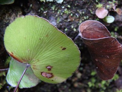 Adiantum reniforme, photographed by Daniel Cahen