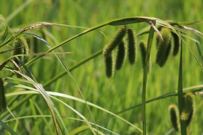 Carex comosa, photographed by Lisa Wiencek Gerbec
