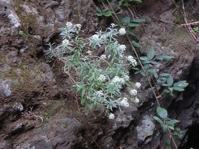 Lobularia canariensis, photographed by Daniel Cahen