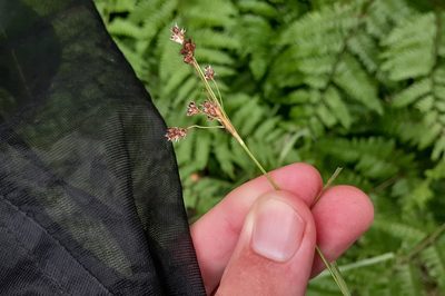 Luzula multiflora, photographed by Quinten Wiegersma