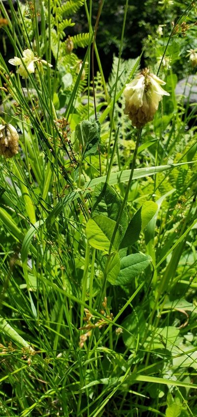 Trifolium howellii, photographed by Asher Budnik