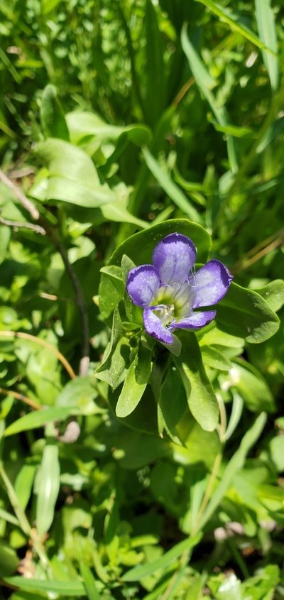 Gentiana setigera, photographed by Asher Budnik
