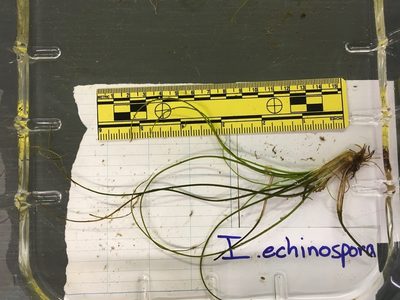Isoetes echinospora, photographed by Doug Suitor