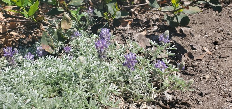 Lupinus breweri, photographed by Asher Budnik