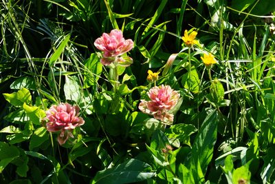 Castilleja rhexiifolia, photographed by Spencer Quayle