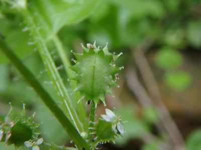 Drusa glandulosa, photographed by Daniel Cahen