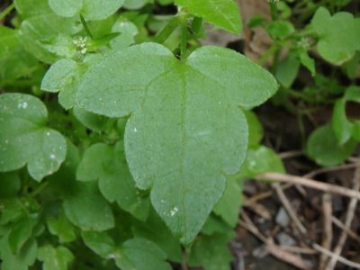 Drusa glandulosa, photographed by Daniel Cahen