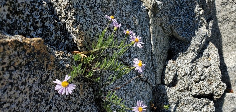 Erigeron klamathensis, photographed by Asher Budnik