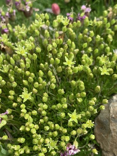 Sabulina austromontana, photographed by Spencer Quayle