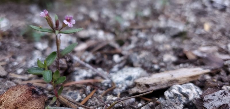Erythranthe breweri, photographed by Asher Budnik