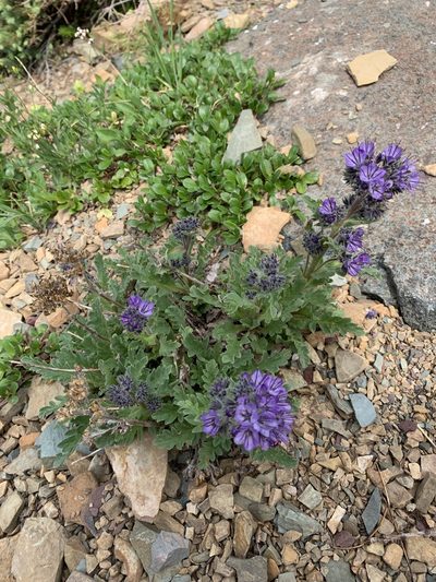 Phacelia lyallii, photographed by Spencer Quayle