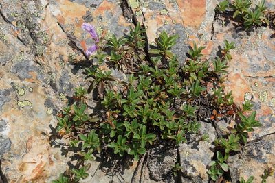Penstemon ellipticus, photographed by Spencer Quayle