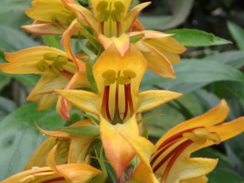 Digitalis canariensis, photographed by Daniel Cahen