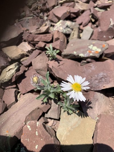 Erigeron lanatus, photographed by Spencer Quayle