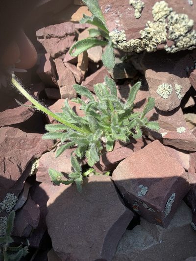 Erigeron lanatus, photographed by Spencer Quayle