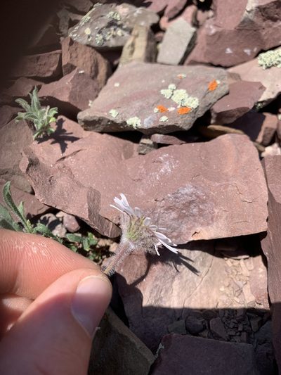 Erigeron lanatus, photographed by Spencer Quayle