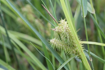 Carex retrorsa, photographed by Quinten Wiegersma