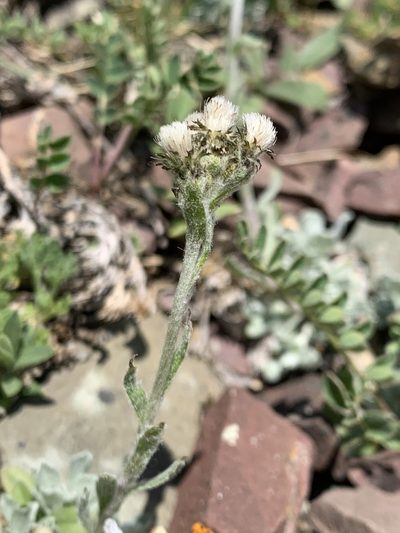 Antennaria alpina, photographed by Spencer Quayle