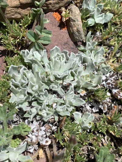 Antennaria alpina, photographed by Spencer Quayle