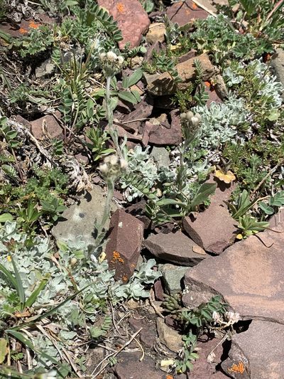 Antennaria alpina, photographed by Spencer Quayle