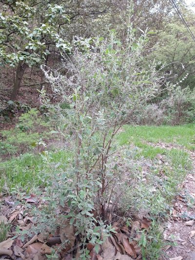 Condea albida, photographed by Abraham Sánchez Romero