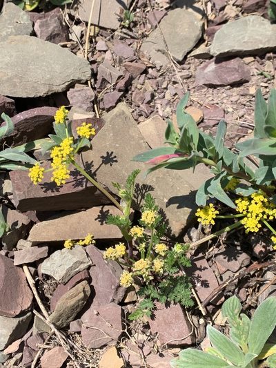 Lomatium sandbergii, photographed by Spencer Quayle