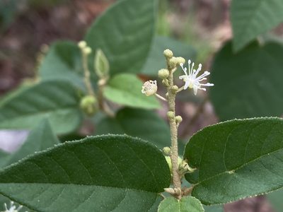Croton fruticulosus, photographed by Reid Hardin