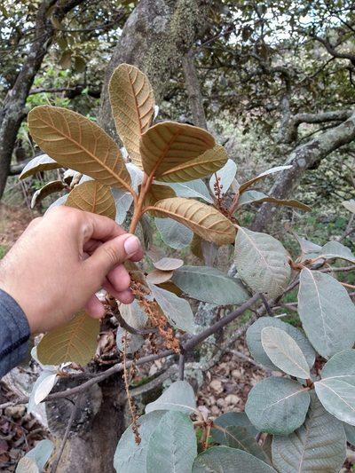 Clethra rosei, photographed by Abraham Sánchez Romero