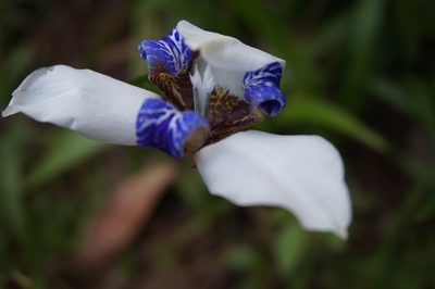 Trimezia candida, photographed by Martin Kalfatovic