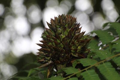 Guzmania triangularis, photographed by Andrés Ramírez-Barrera