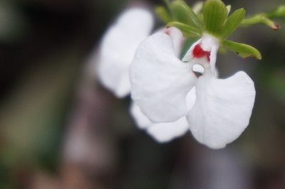 Oeonia rosea, photographed by Martin Kalfatovic