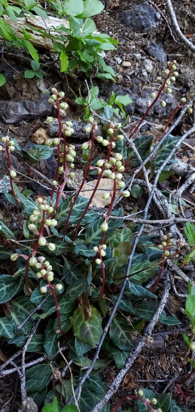 Pyrola crypta, photographed by Asher Budnik