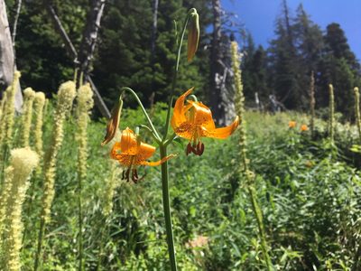 Lilium columbianum, photographed by Hilary Rose Dawson