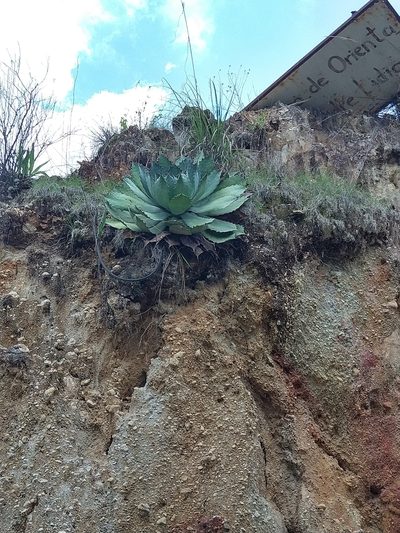 Agave guadalajarana, photographed by Abraham Sánchez Romero