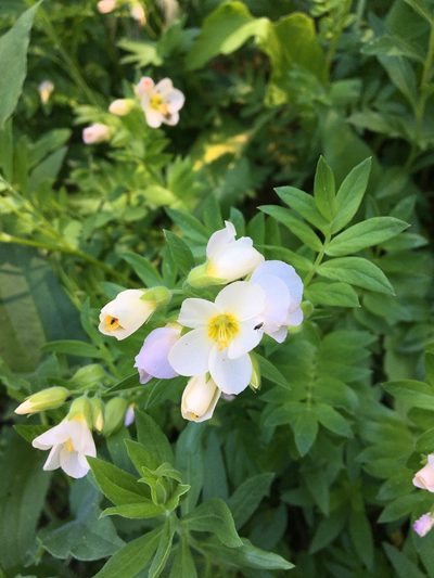 Polemonium carneum, photographed by Hilary Rose Dawson