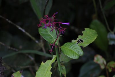 Palicourea angustifolia, photographed by Andrés Ramírez-Barrera
