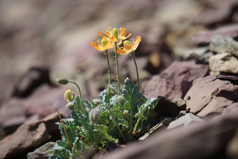 Oreomecon pygmaea, photographed by Spencer Quayle