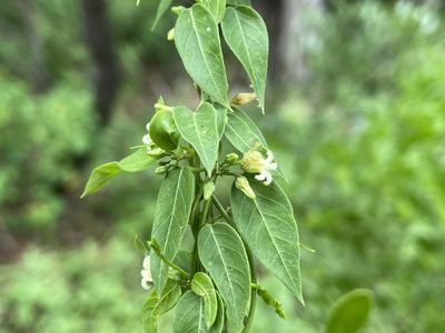 Metastelma barbigerum, photographed by Reid Hardin
