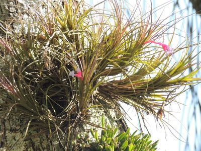 Tillandsia tenuifolia, photographed by William G. Borges