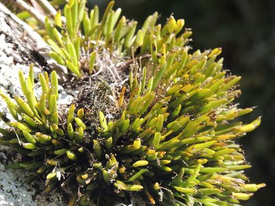 Acianthera sonderiana, photographed by William G. Borges