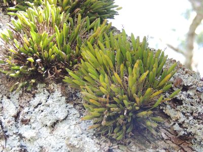 Acianthera sonderiana, photographed by William G. Borges