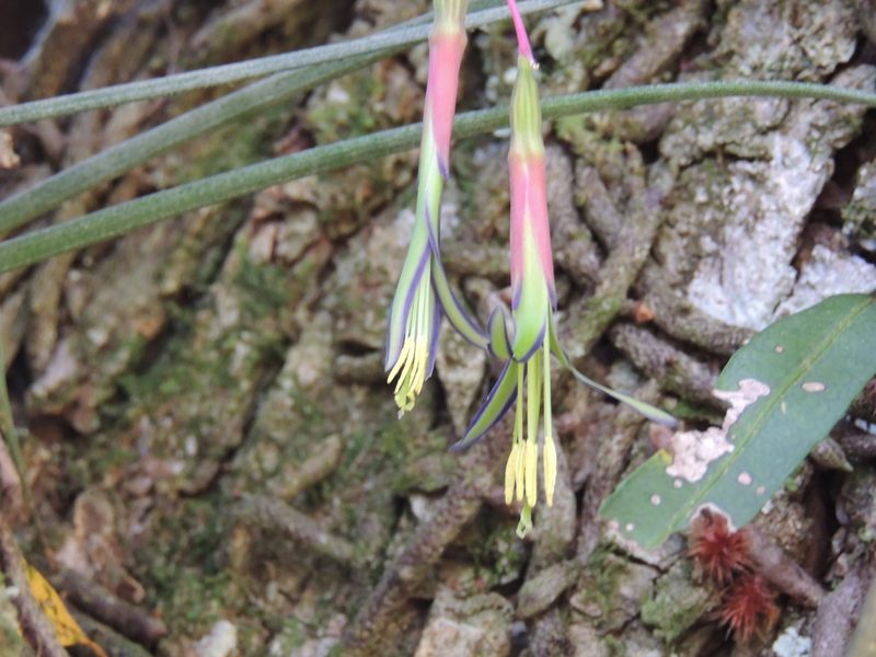 Billbergia nutans, photographed by William G. Borges