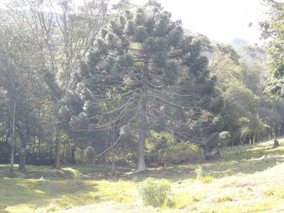 Araucaria angustifolia, photographed by William G. Borges