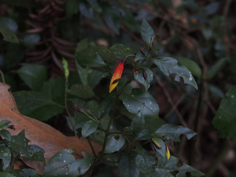 Justicia floribunda, photographed by William G. Borges