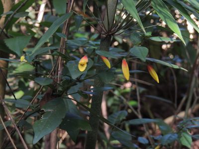 Justicia floribunda, photographed by William G. Borges