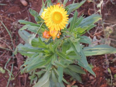 Xerochrysum bracteatum, photographed by William G. Borges
