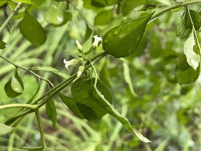 Metastelma barbigerum, photographed by Reid Hardin